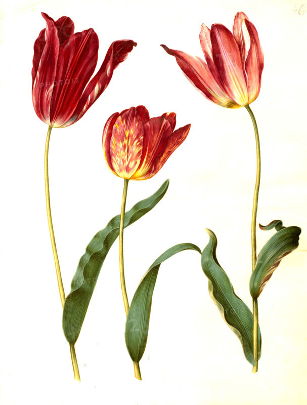 Garden tulip