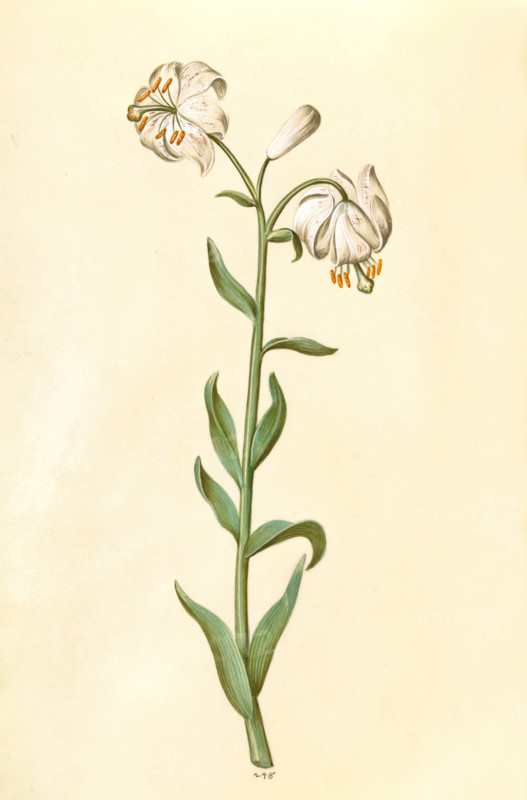 Turk's cap lily