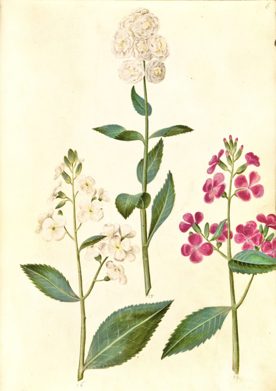 Common evening star