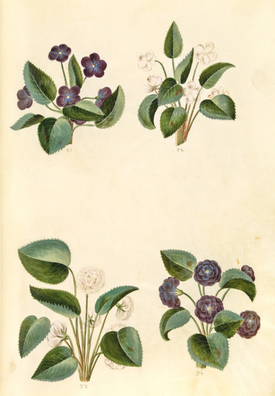 Sweet violet