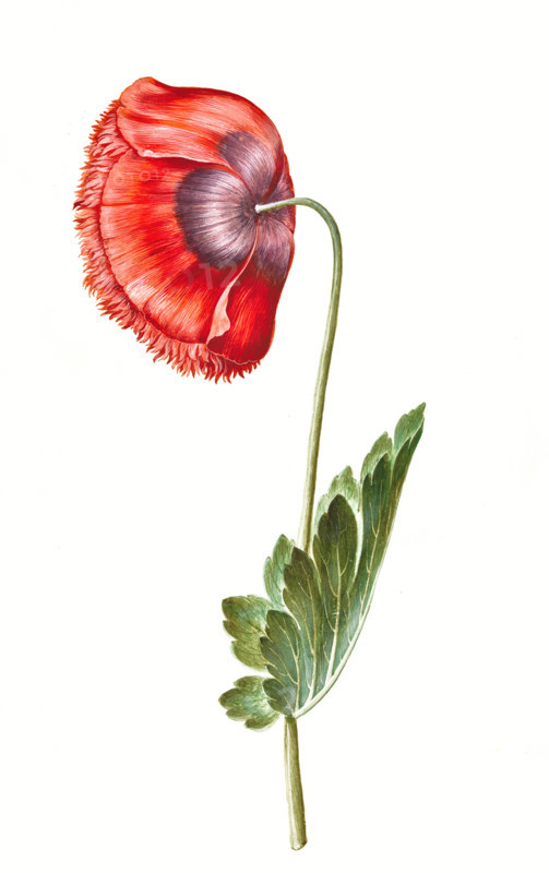 Opium poppy