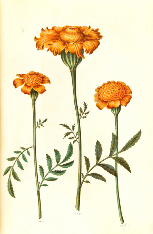 Upright marigold