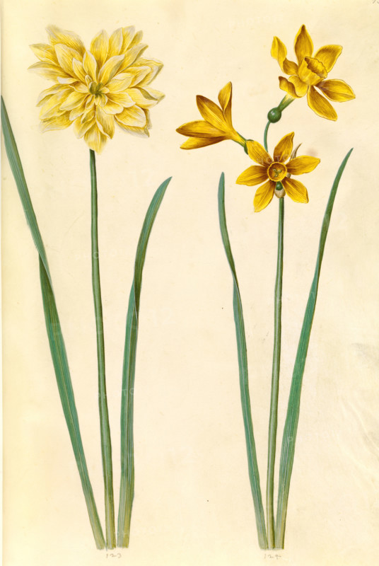 Narcissus pseudonarcissus