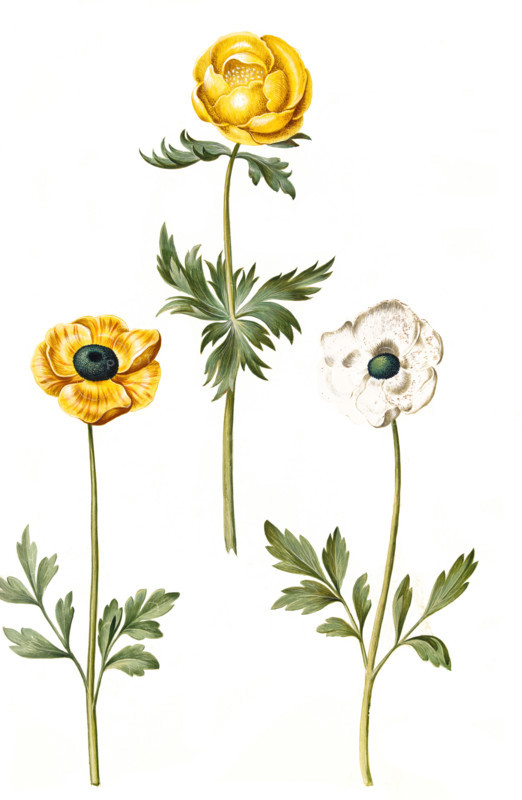 Globeflower