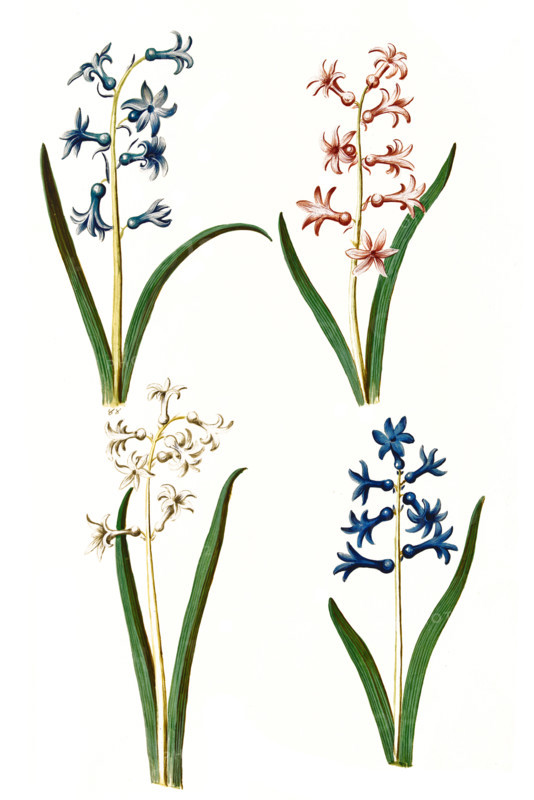 Garden hyacinth
