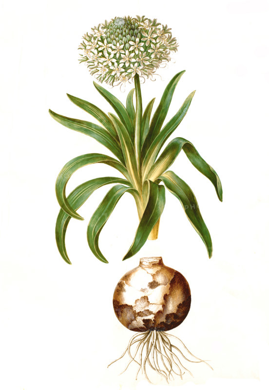 Peruvian squill
