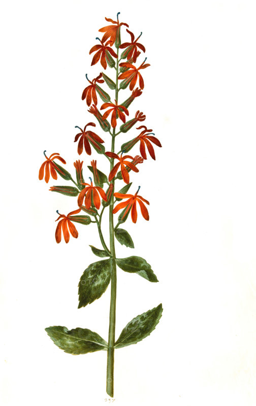 Cardinal Lobelia