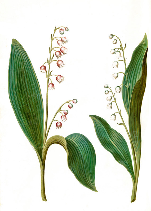 Convallaria majalis rosea
