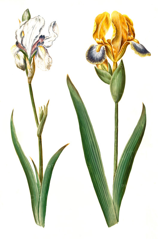 Iris pallida