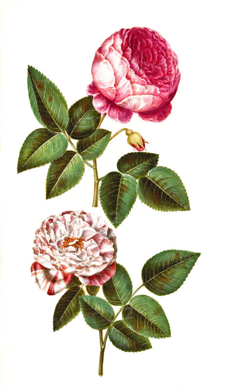 Rosa vó centifolia