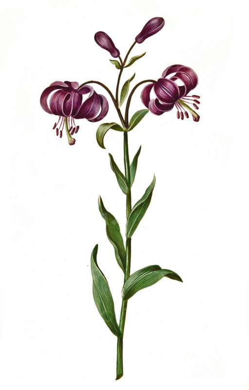 Turk's cap lily