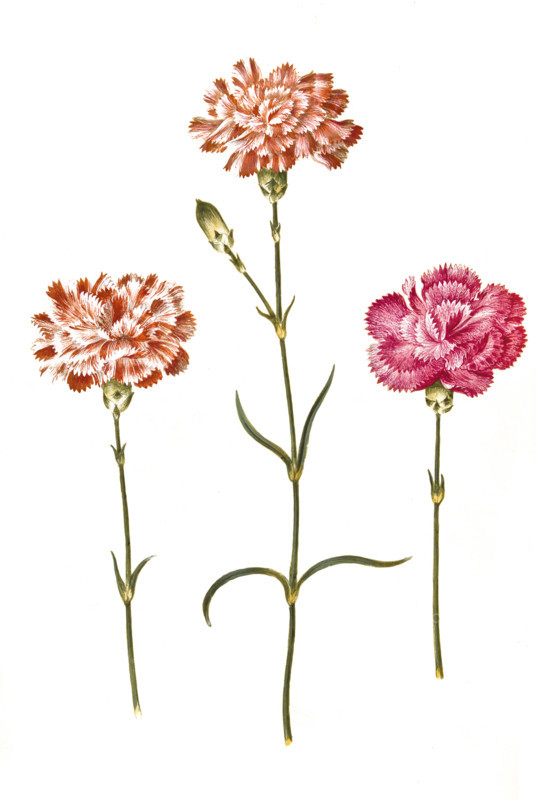 Country carnation or noble carnation
