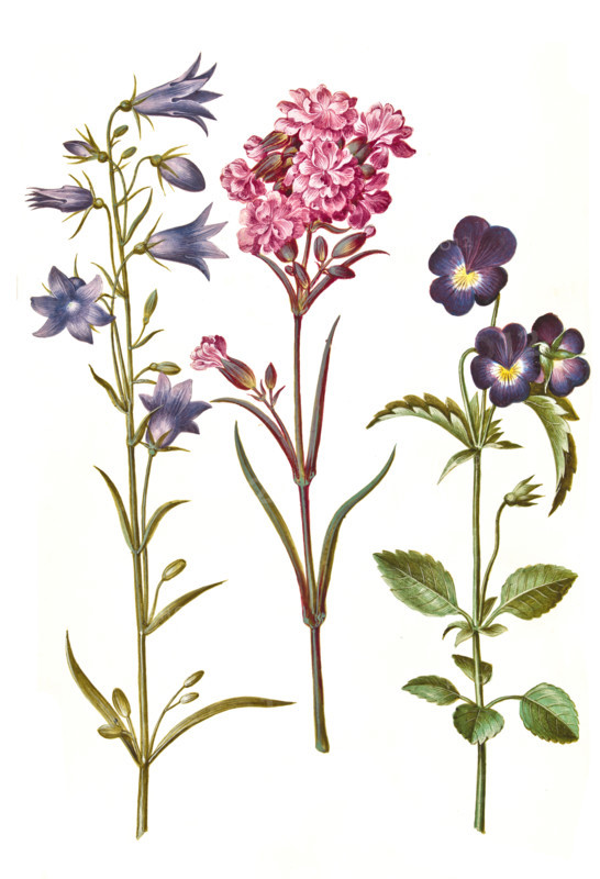 Round-leaved bellflower