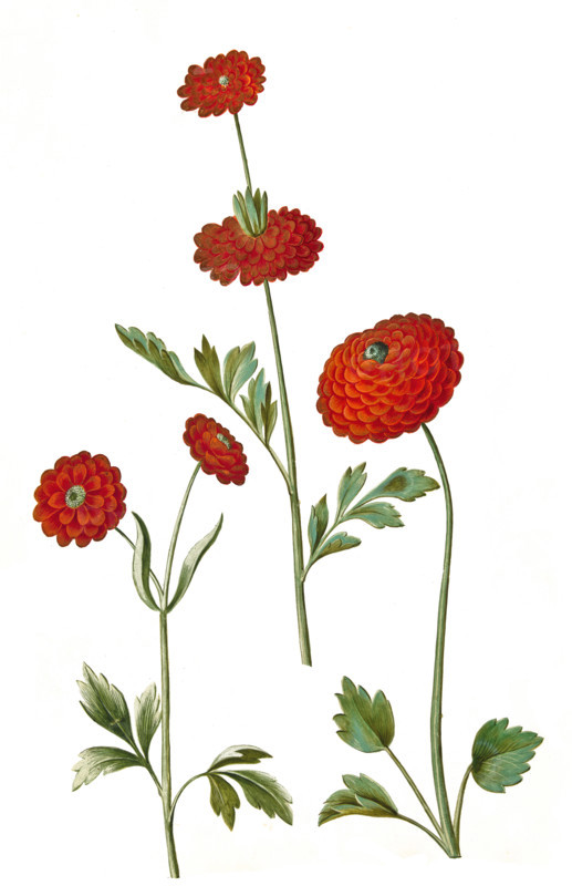 Asian buttercup