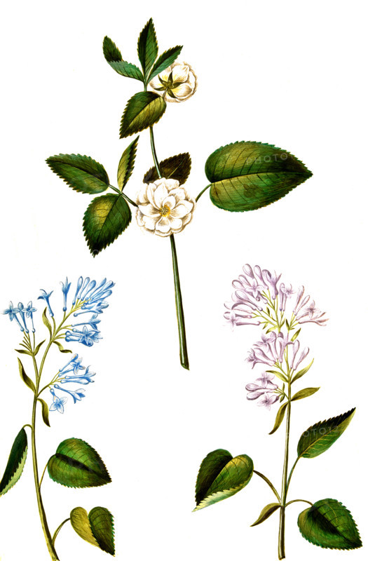 Rose and Common Lilac or Common Lilac