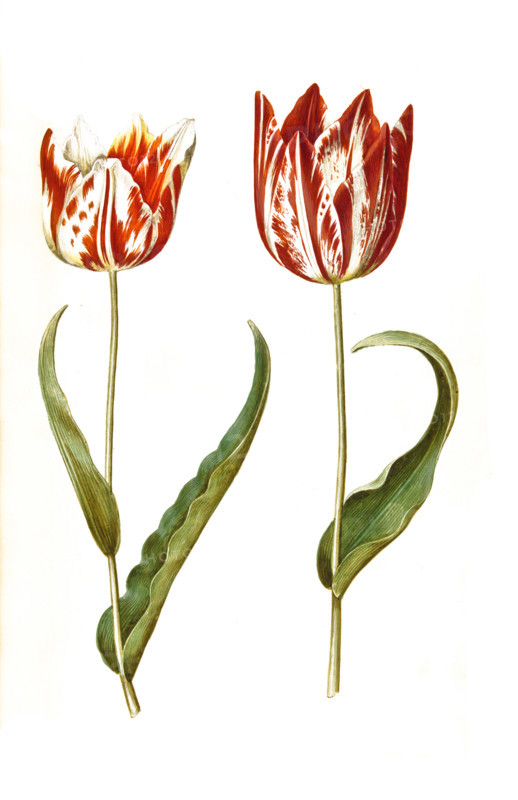 Garden tulip