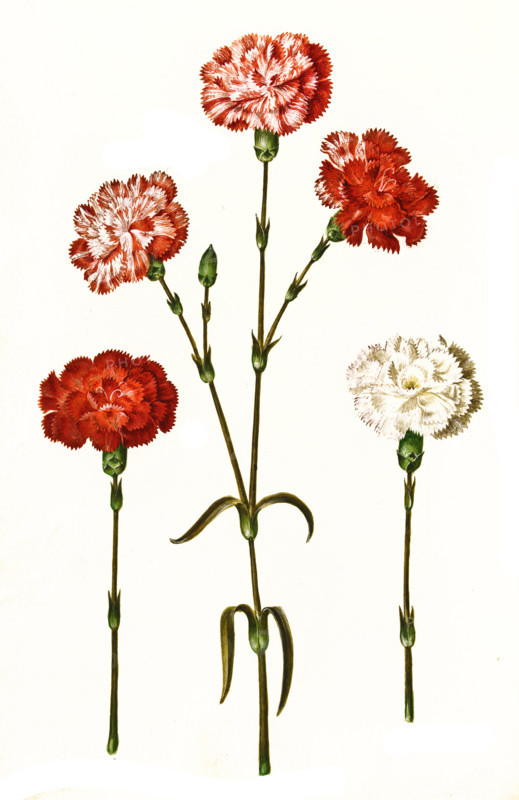 Garden carnation