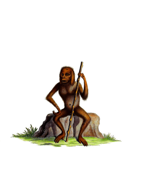 Orangutan
