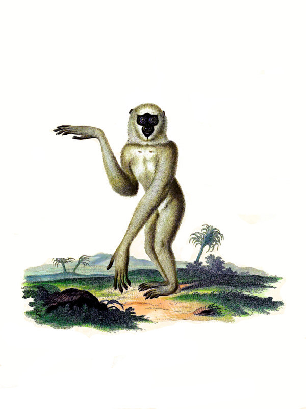Monkey