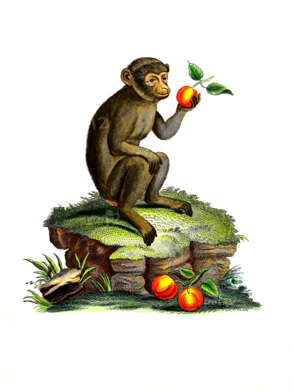 Barbary macaque