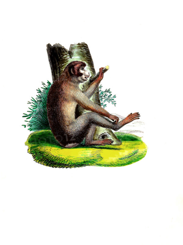 Southern pig-tailed macaque