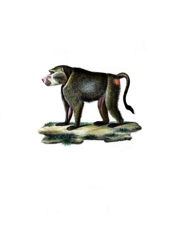 Western crested monkey