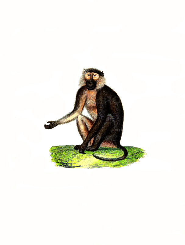 Anubis baboon or green baboon