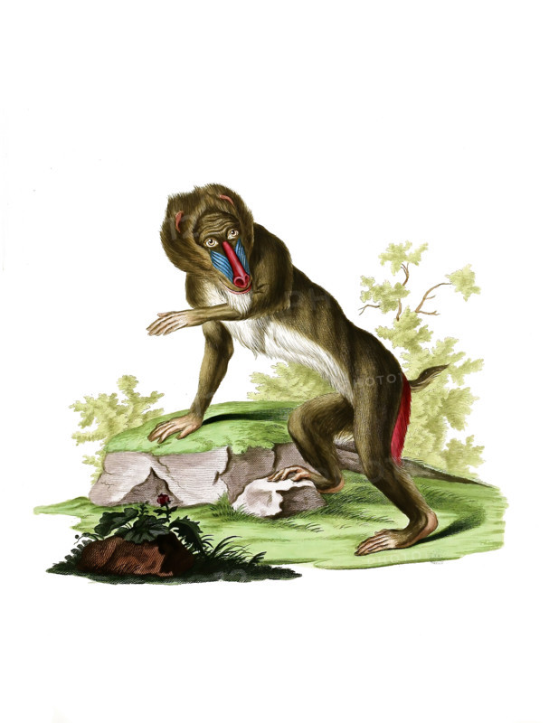 Mandrill