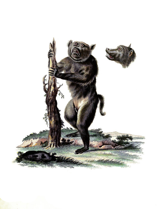 Pig-headed monkey