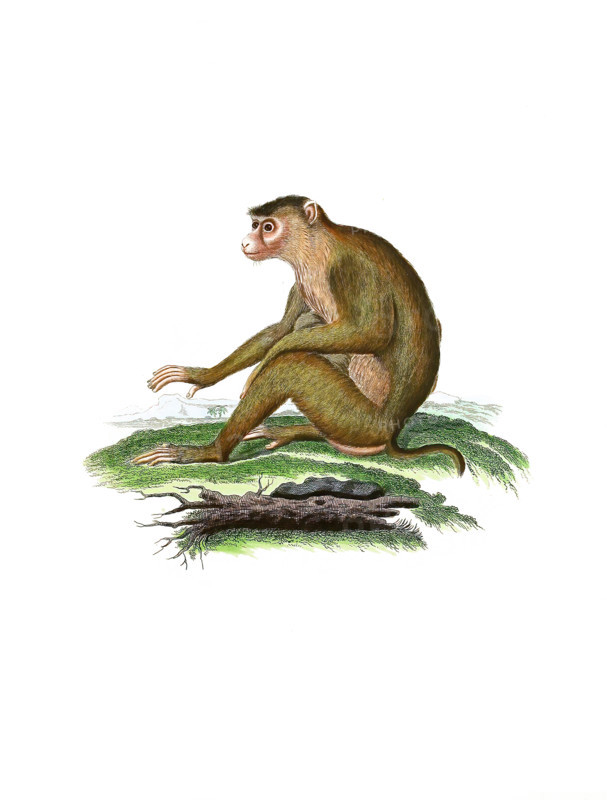 Simia nemestrina