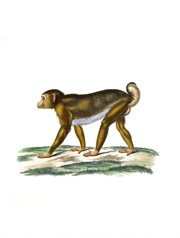 Northern pig-tailed macaque