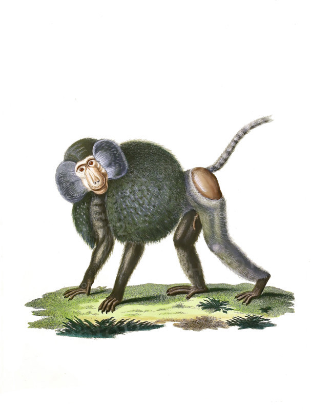 Hamadryas baboon
