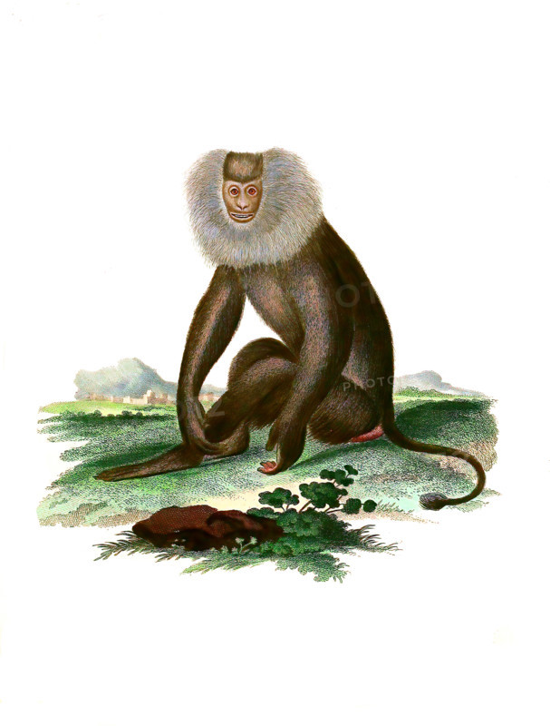Simia silenus