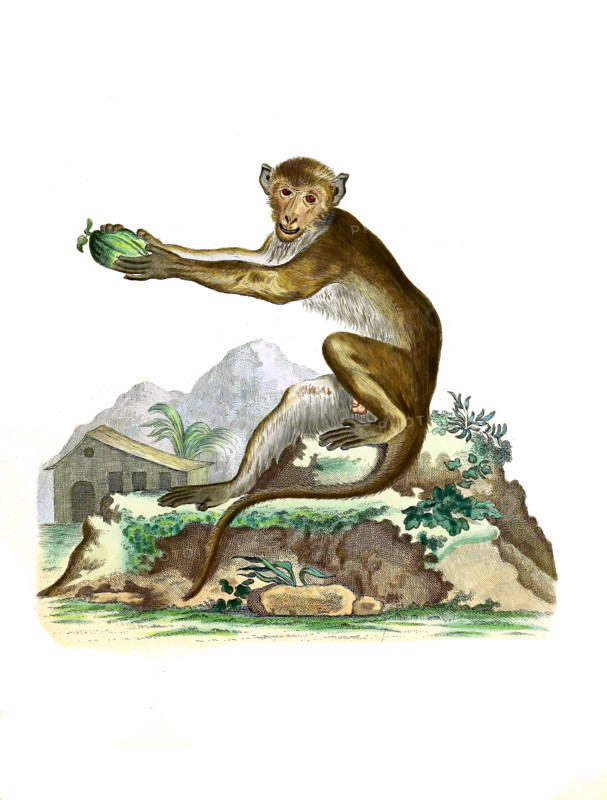 Simia cynamolgos