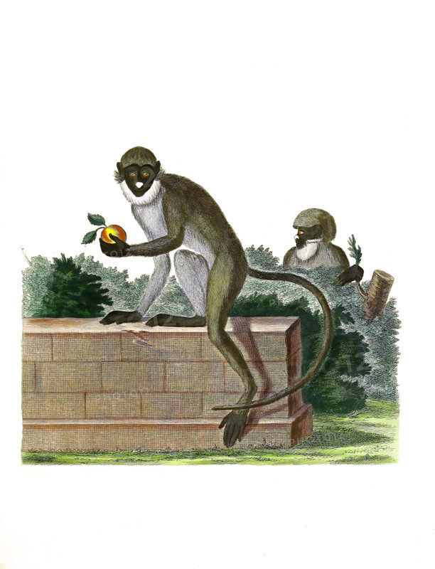 White-nosed monkey