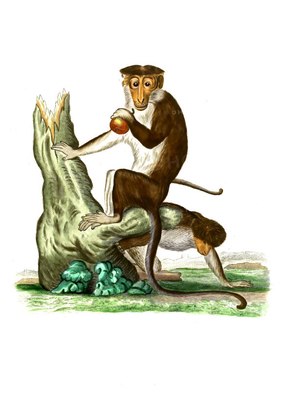 Monkey