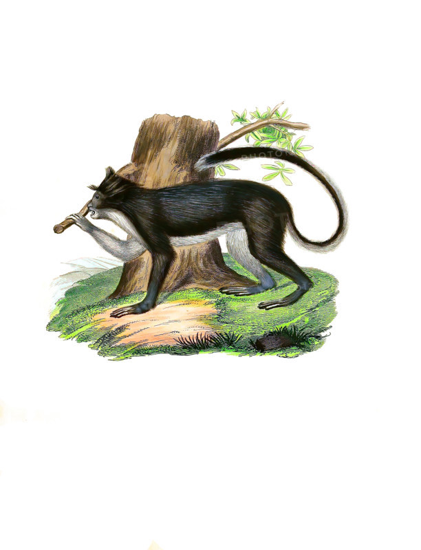 Long-tailed macaque or crabeater macaque