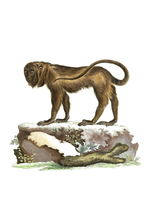 Simia seniculus
