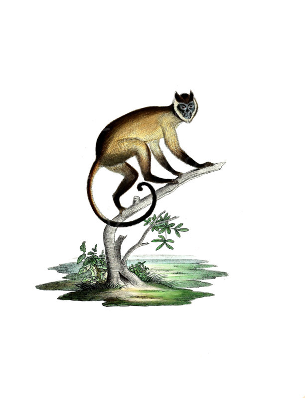 Cebus fatuellus