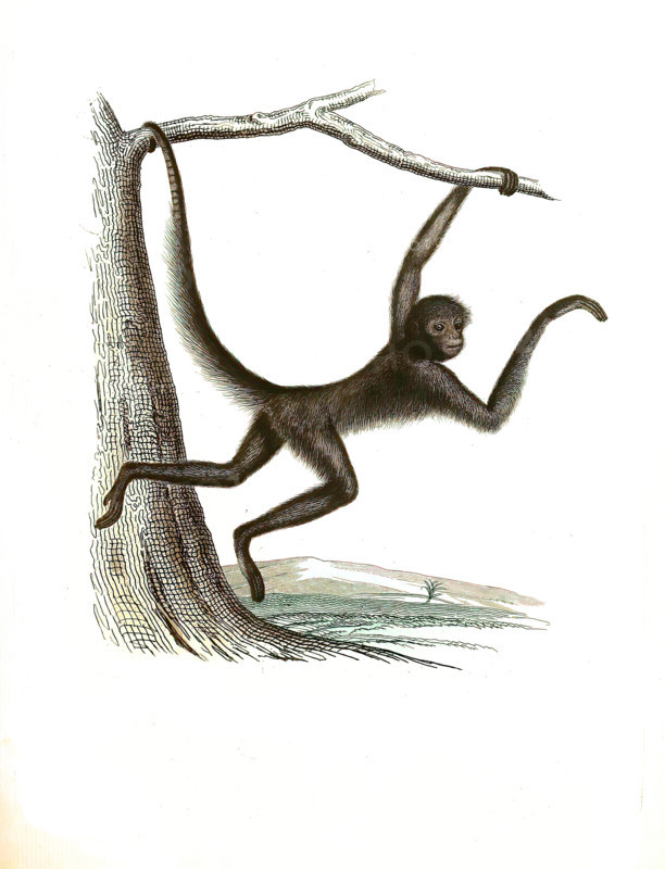 Ateles ater