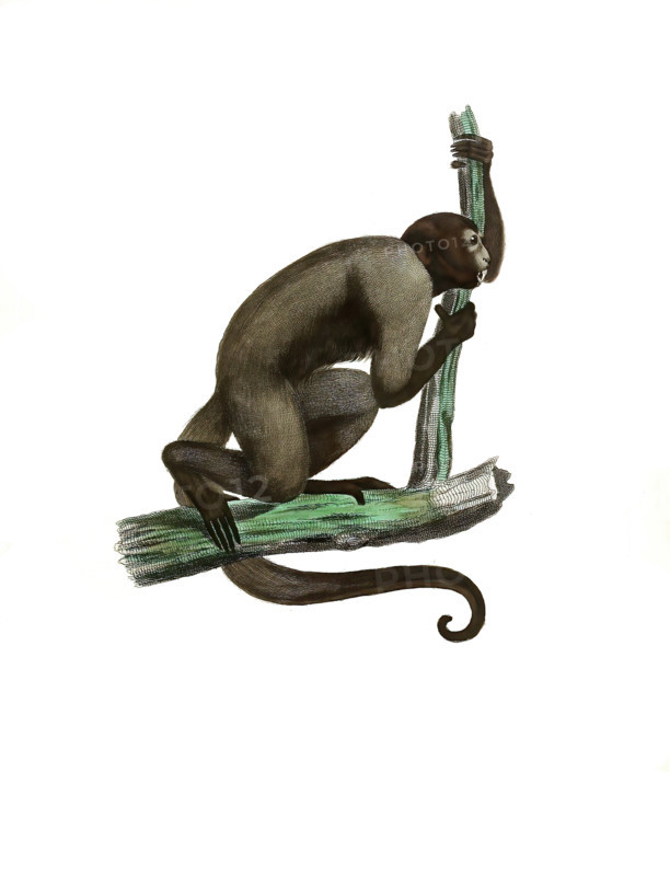 Grey Woolly Monkey