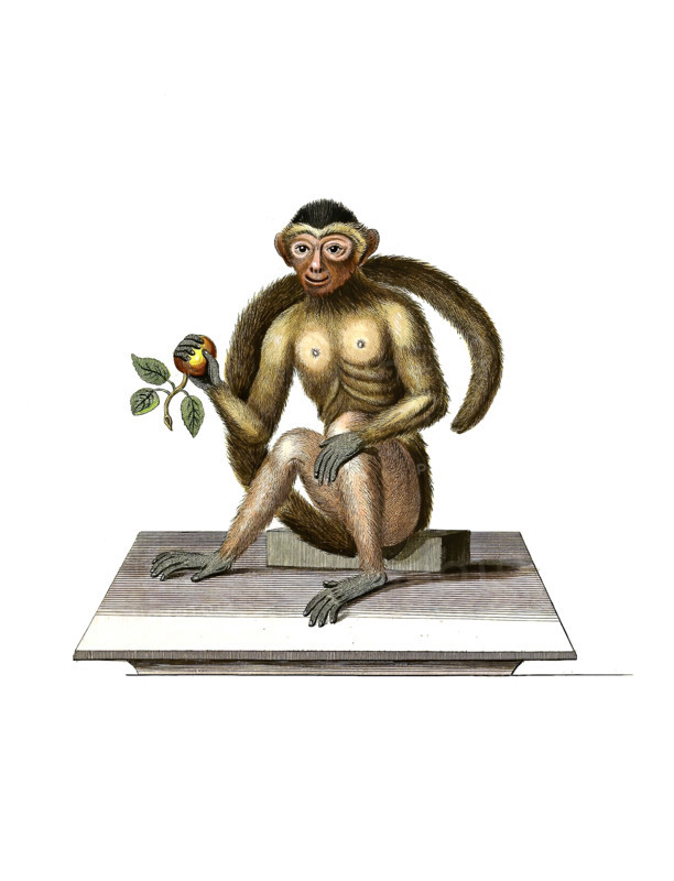 Bush-tailed monkey