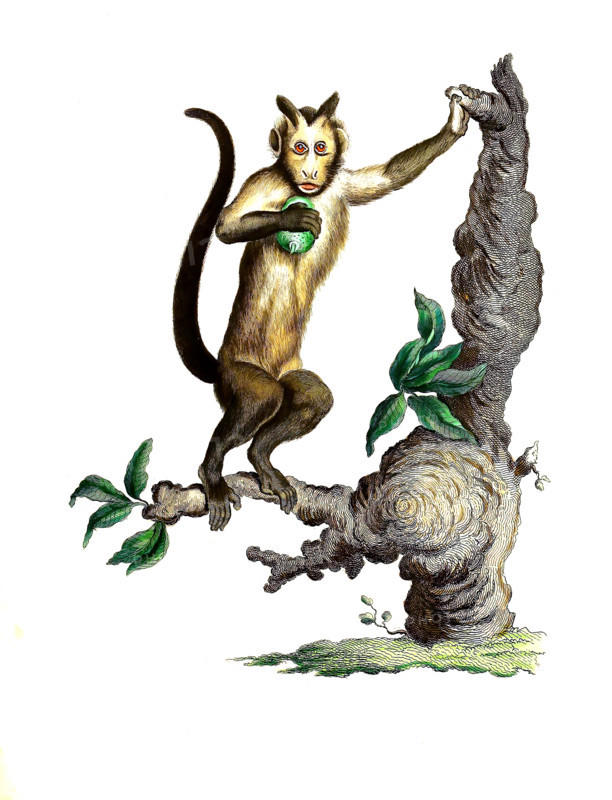 Monkey