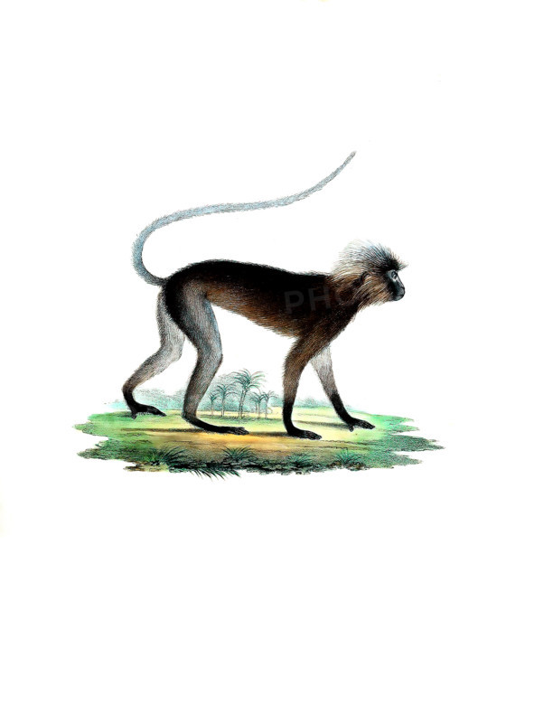 Semnopithecus obscurus