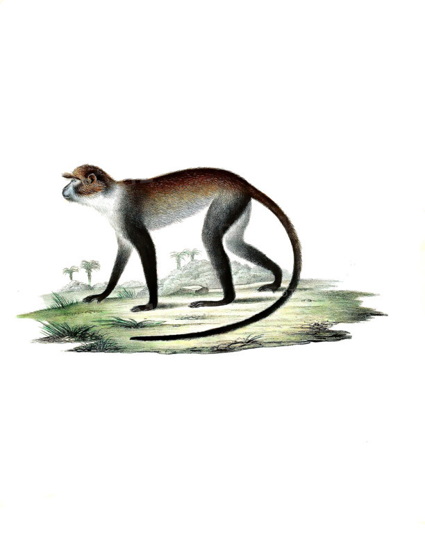 White-throated monkey