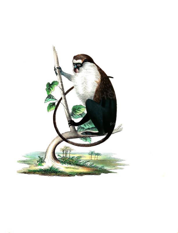 Campbell's monkey