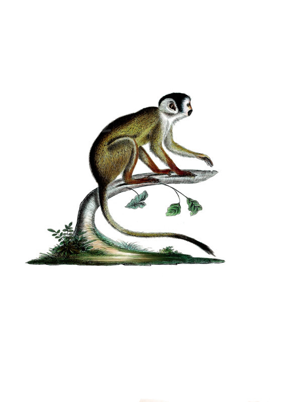 Dark squirrel monkey or Vanzolini squirrel monkey