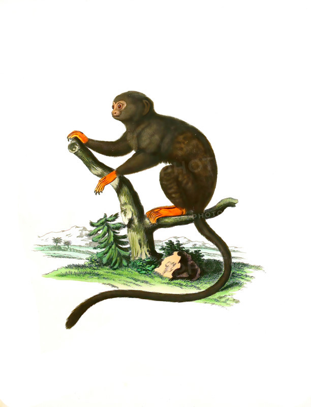 Red-handed tamarin