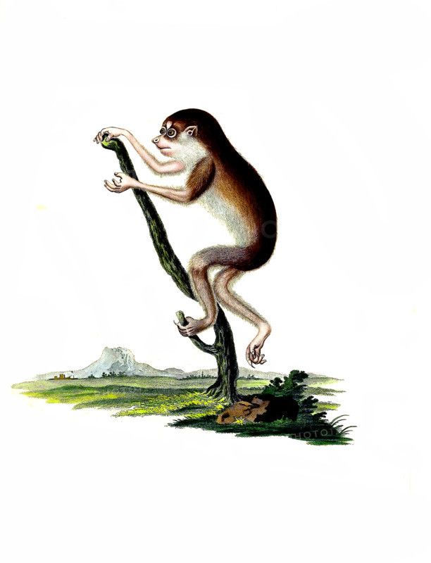 Loris gracilis