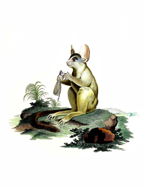 Senegal galago